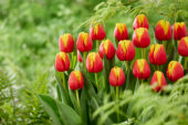 Tulipa Pride of Europe