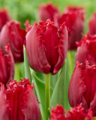 Tulipa Philly Belle