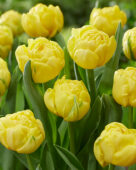 Tulipa Golden Jewel