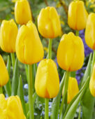 Tulipa Antares