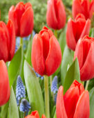Tulipa Spot On