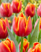 Tulpen Imon