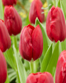Tulipa Make a Wish