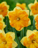 Narcissus Outright Orange