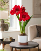 Hippeastrum Fire Ball