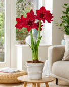 Hippeastrum Red Pearl