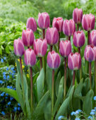 Tulipa Light and Dreamy