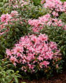 Rhododendron Pink Spider