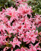 Rhododendron Pink Spider