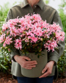 Rhododendron Pink Spider