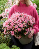 Rhododendron Pink Spider