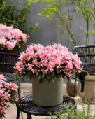 Rhododendron Pink Spider