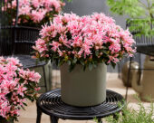 Rhododendron Pink Spider