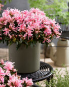 Rhododendron Pink Spider
