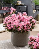 Rhododendron Pink Spider