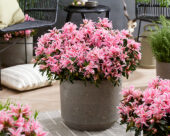 Rhododendron Pink Spider