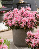 Rhododendron Pink Spider