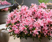 Rhododendron Pink Spider