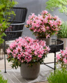 Rhododendron Pink Spider