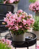 Rhododendron Pink Spider