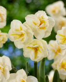 Narcissus Cheerfulness