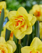 Narcissus Golden Ducat