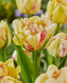 Tulipa Double Shake