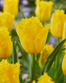 Tulipa Golden State