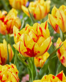 Tulipa Monsella