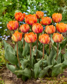 Tulipa Crispa Orange Princess