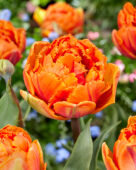 Tulipa Crispa Orange Princess