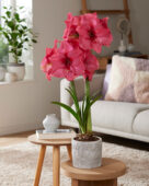 Hippeastrum Pink Rival