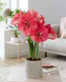 Hippeastrum Pink Rival