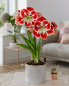 Hippeastrum  Samba