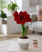 Hippeastrum Carmen