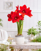 Hippeastrum Red Cream