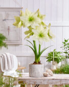 Hippeastrum Lemon Grandise