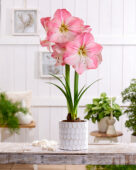 Hippeastrum Blossom Grandise