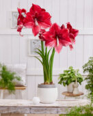 Hippeastrum Daphne