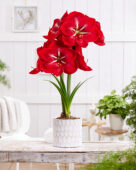 Hippeastrum Happy Grandise