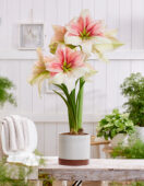 Hippeastrum Grandise Fantasy