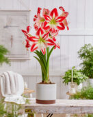 Hippeastrum Spartacus