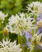 Allium lemmonii