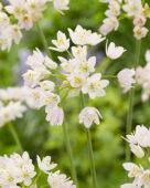 Allium unifolium