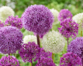 Allium mix. Globemaster, Mount Everest, Purple Sensation