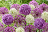 Allium mix. Globemaster, Mount Everest, Purple Rain