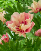 Paeonia Old Rose Dandy