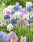 Allium gemengd