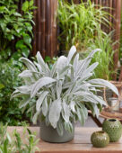 Senecio Silver Feathers