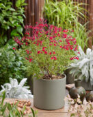 Salvia Magical Colorado